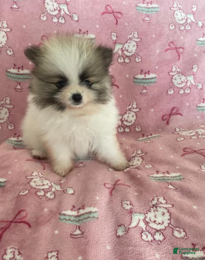 Pomeranian dogs Mia - Ad 24