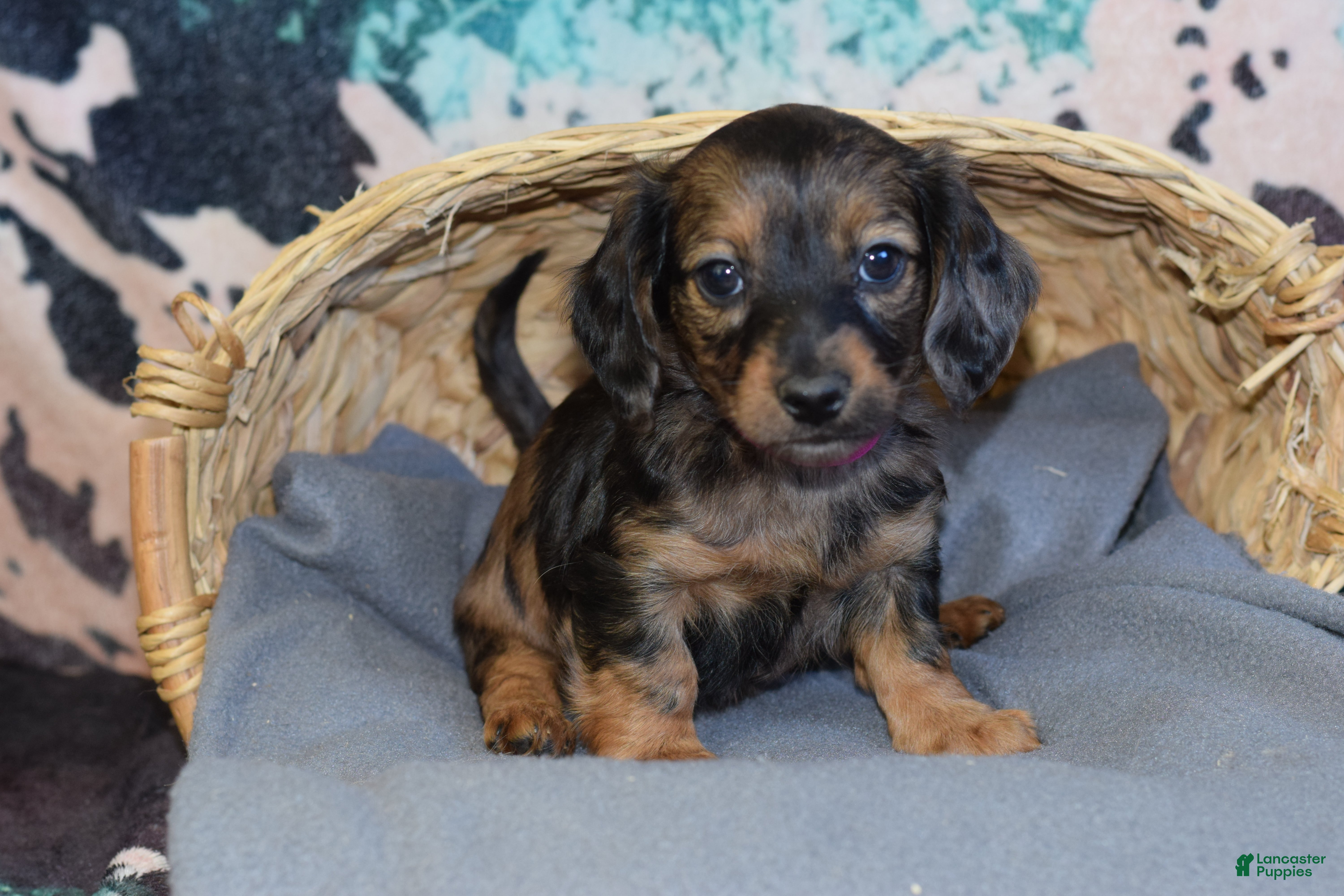 Miniature Dachshund dogs Miniature Dachshund Puppy 3 - Ad 3