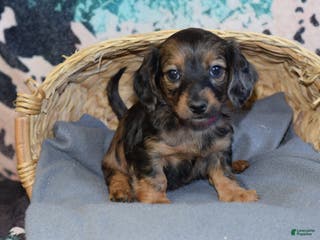 Miniature Dachshund dogs Miniature Dachshund Puppy 3 - Ad 3