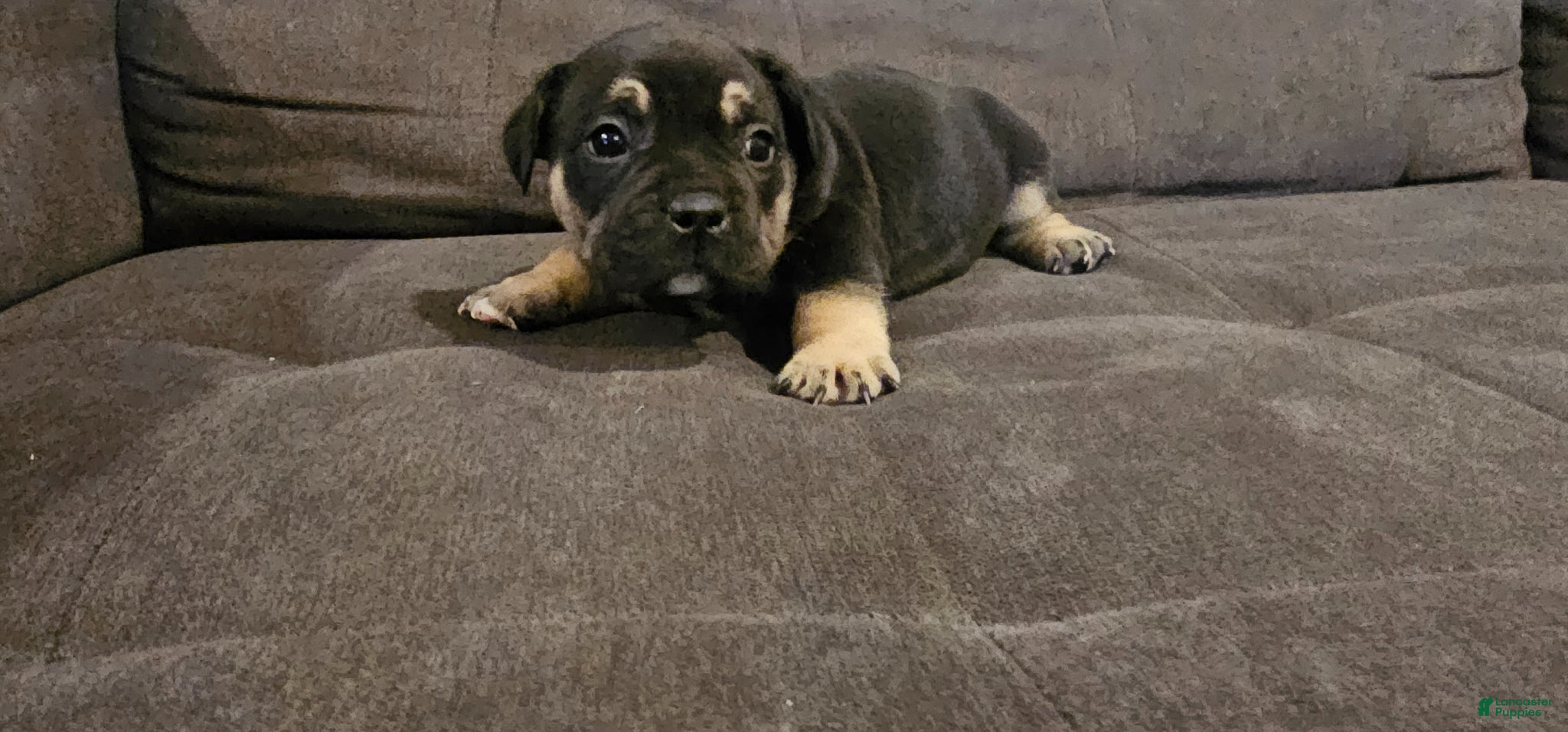 Mixed Breed dogs Mixed Breed Puppy 2 - Ad 1
