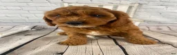 Cavapoo dogs for sale: Bella - Ad 6