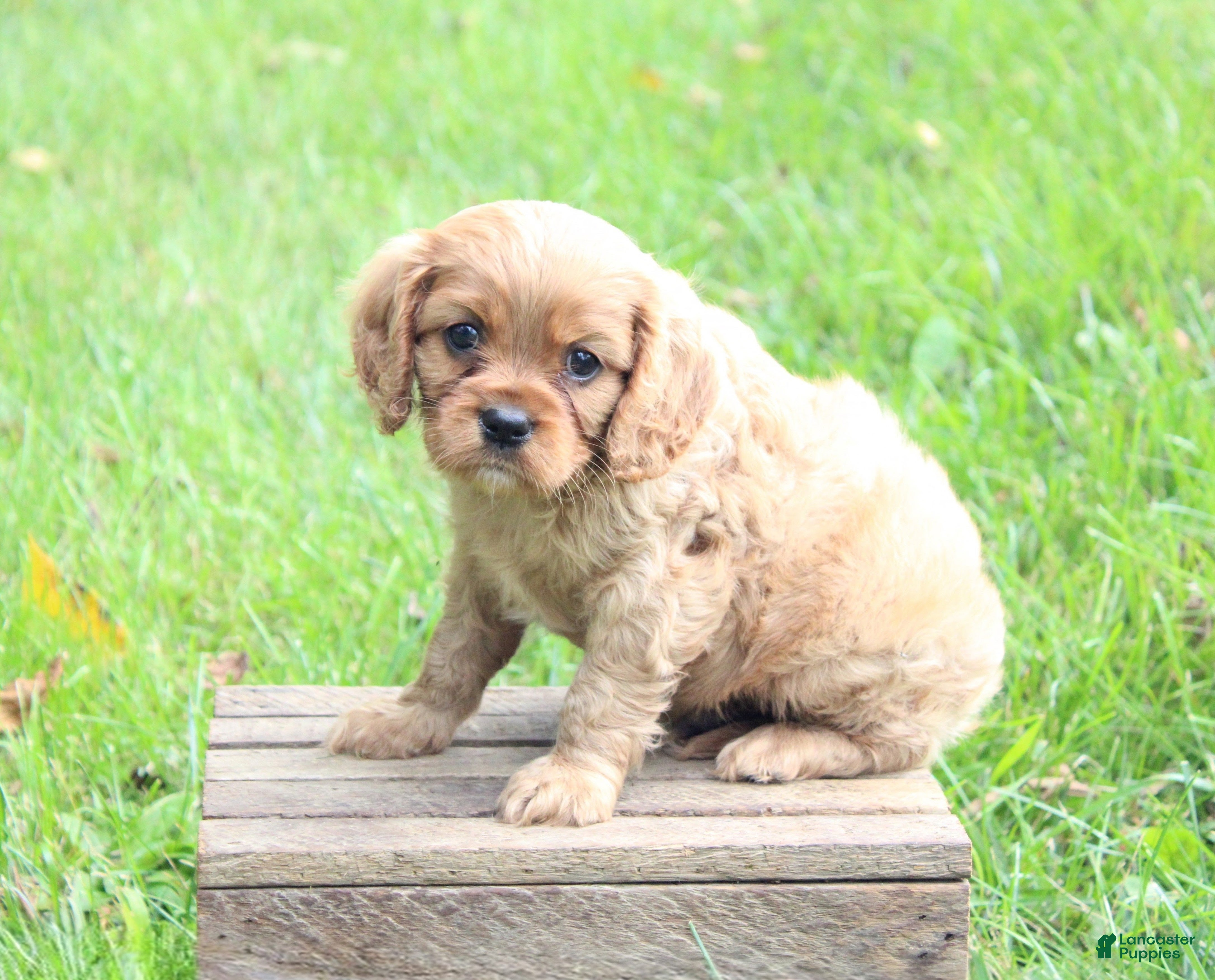 Cavalier King Charles Spaniel dogs Bruno - Ad 2