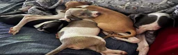 Italian Greyhound dogs for sale: Italian Greyhound Puppy 1 - Ad 4