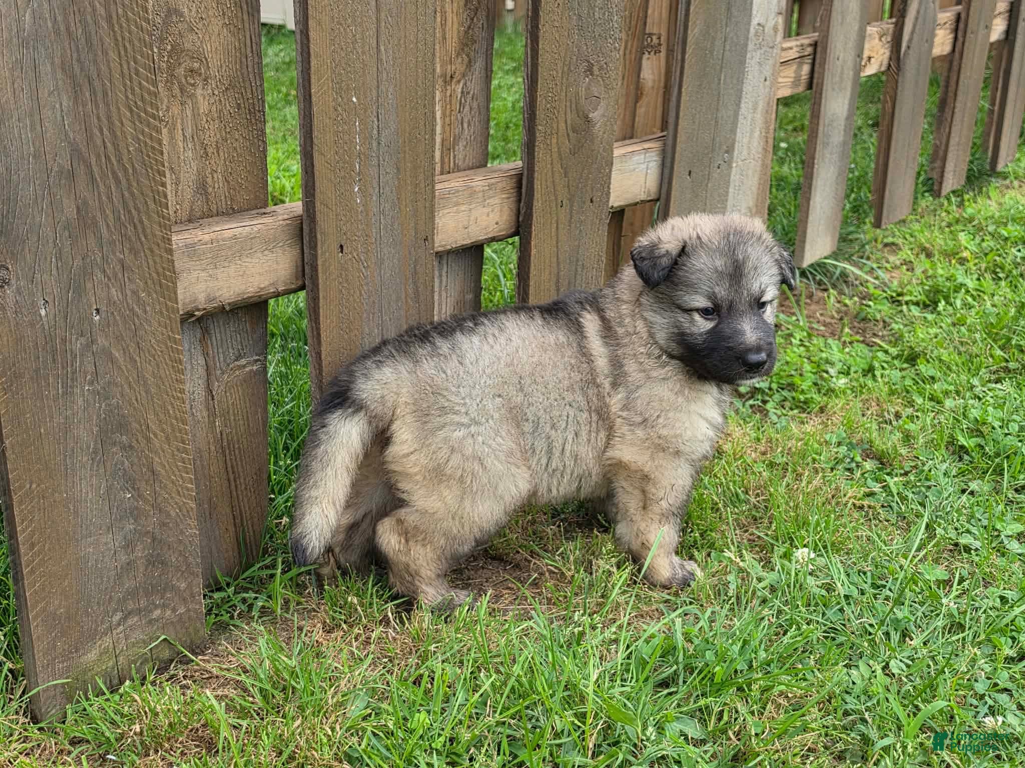 German Shepherd dogs German Shepherd 6 - Ad 1
