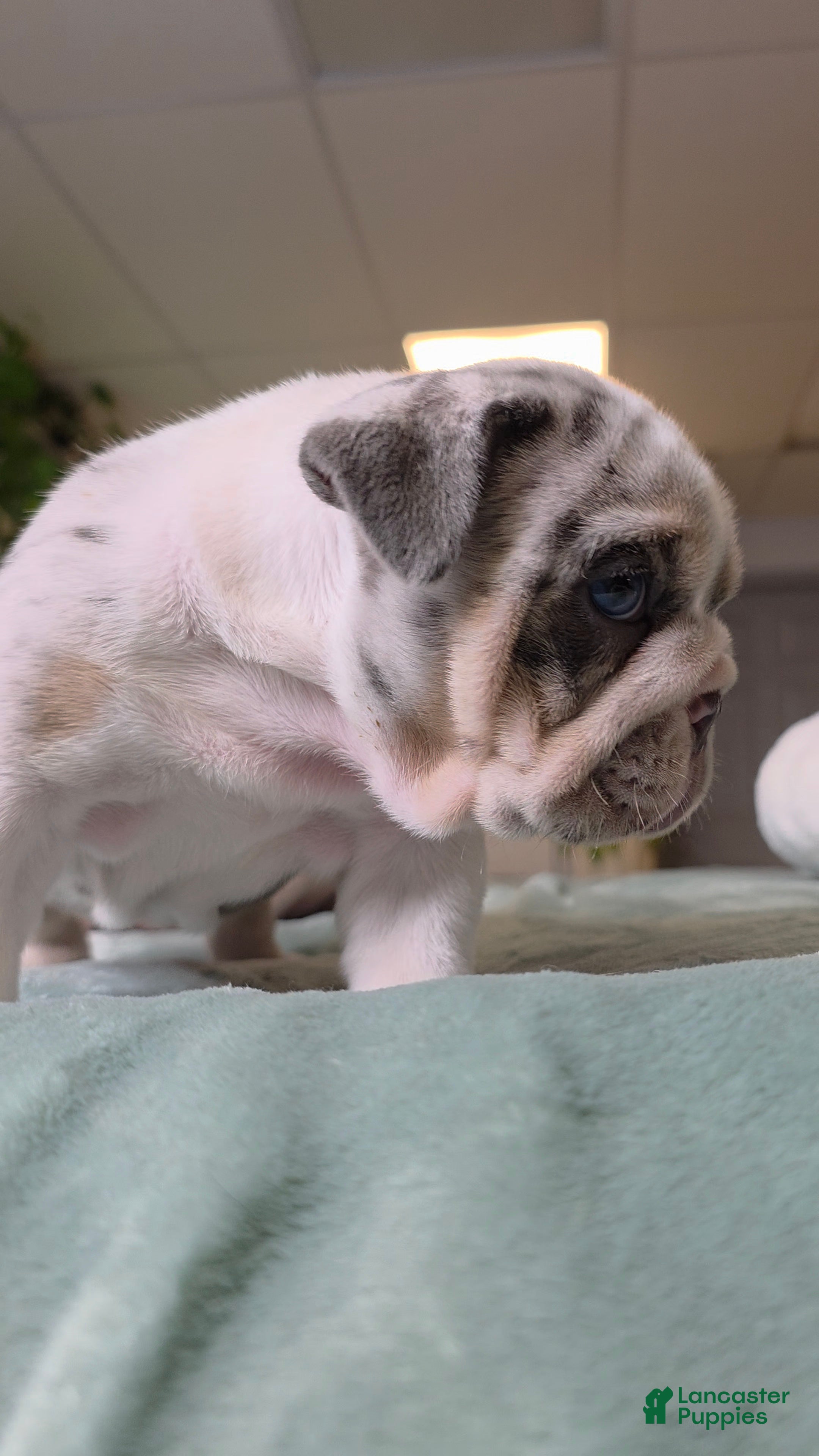 English Bulldog dogs for sale: Betty - Ad 1
