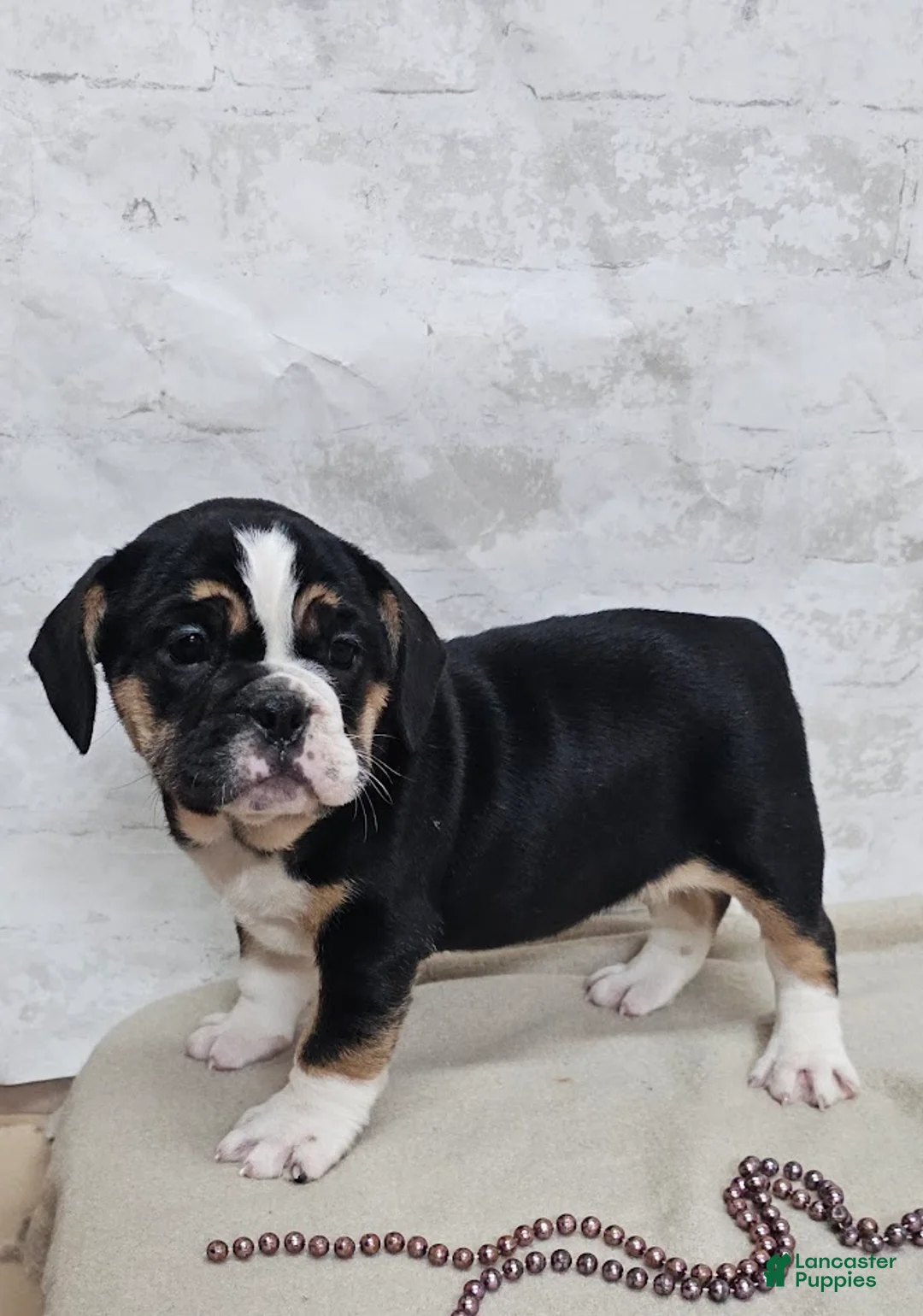 Mixed Breed dogs for sale: Pie Face Bulldog Blend - Ad 4
