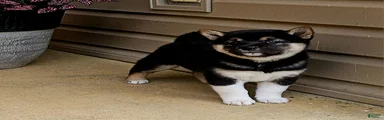 Gabby