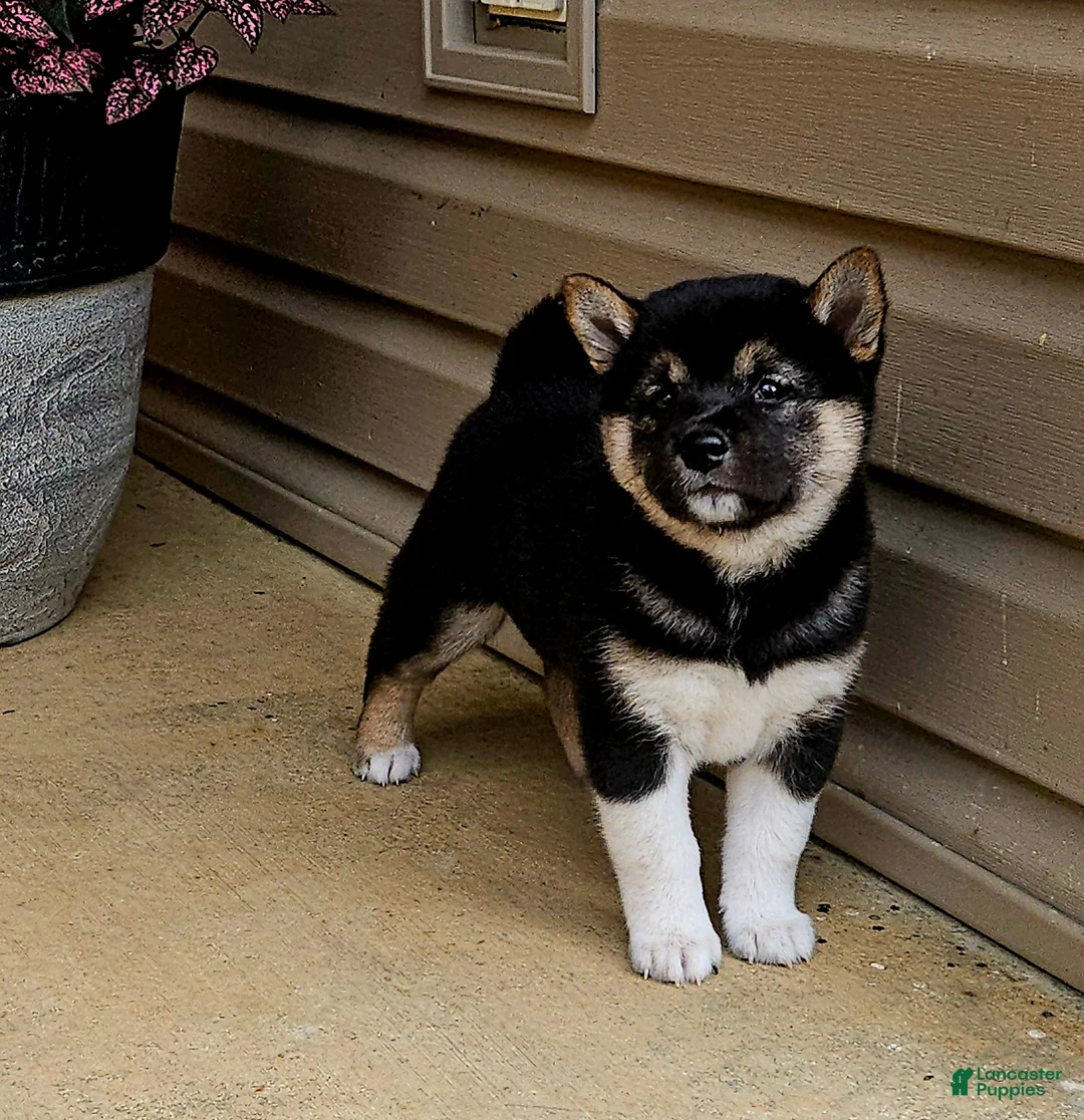 Shiba Inu dogs for sale: Gabby - Ad 1
