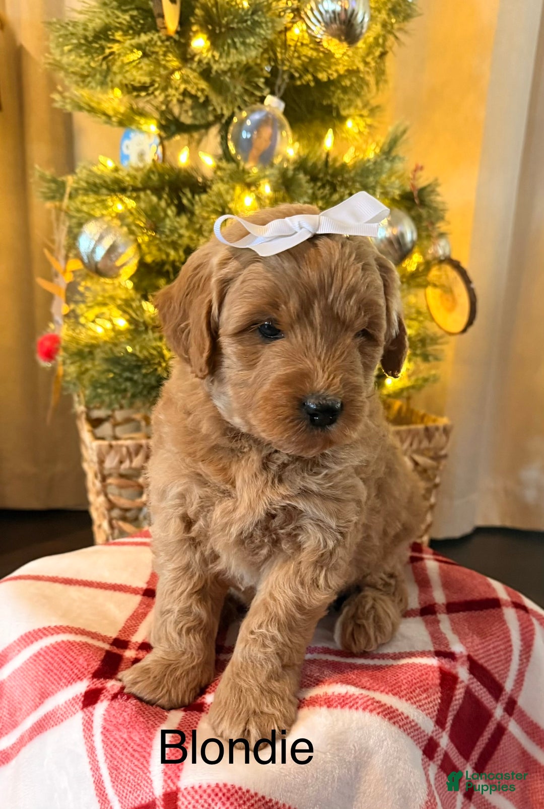 Mini Goldendoodle dogs for sale: Blondie  - Ad 1