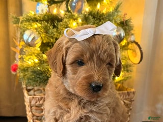 Mini Goldendoodle dogs Blondie - Ad 6