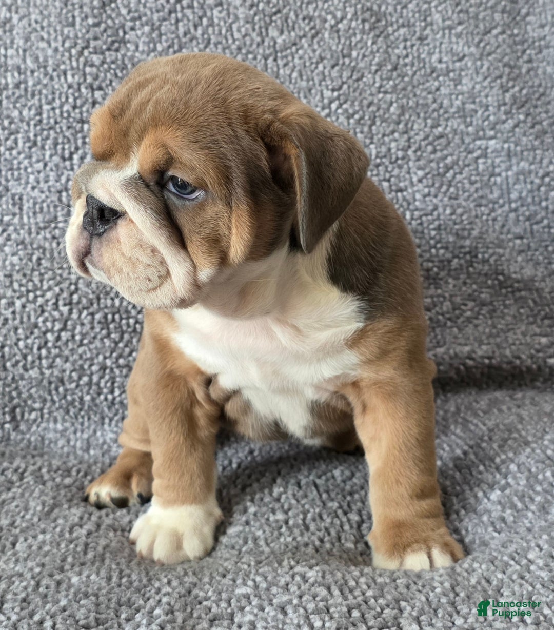 English Bulldog dogs for sale: Bethea - Ad 5