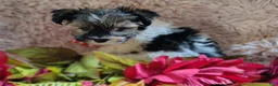 Yorkshire Terrier dogs for sale: Mr cuddles - Ad 6