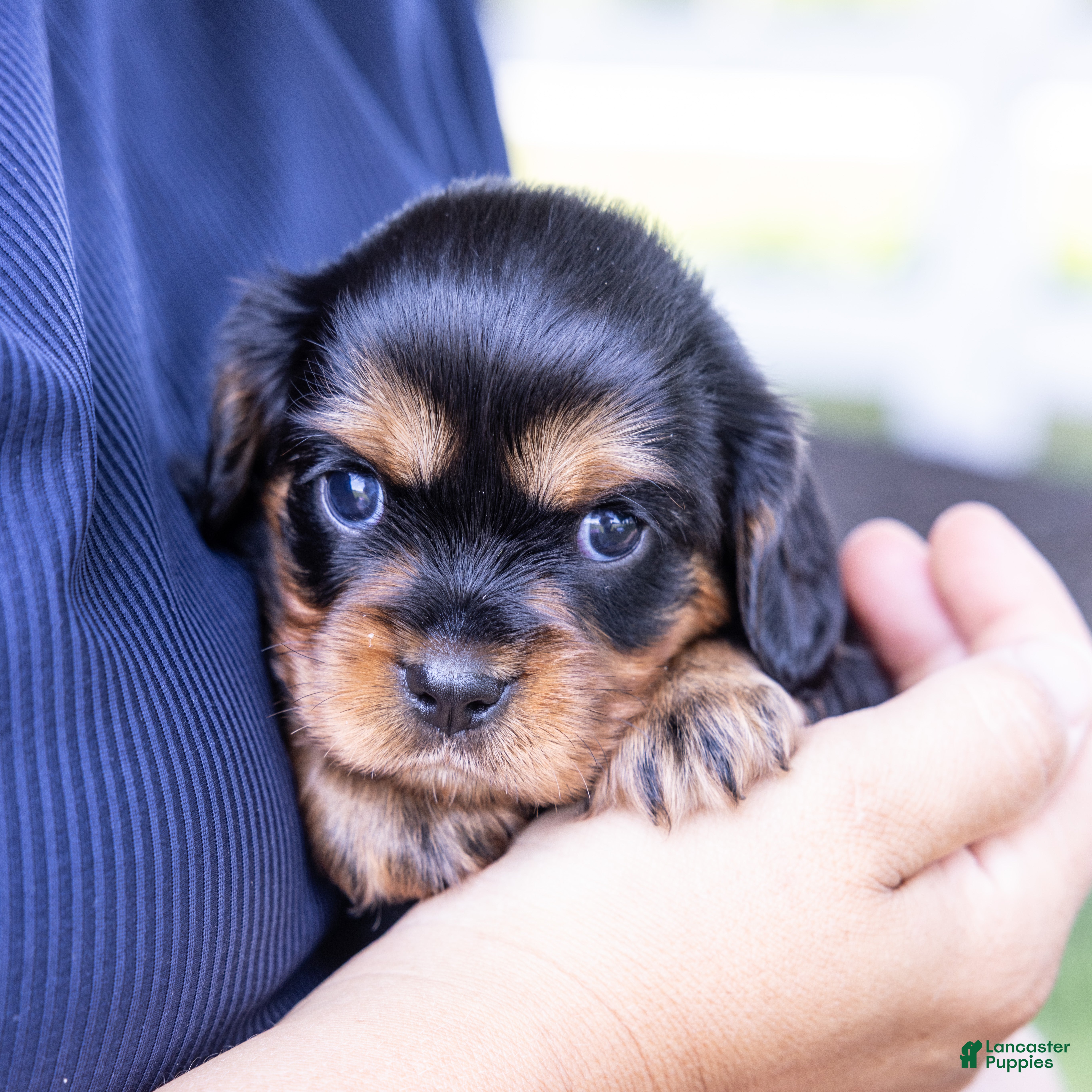 Cavalier King Charles Spaniel dogs Waldo - Ad 1