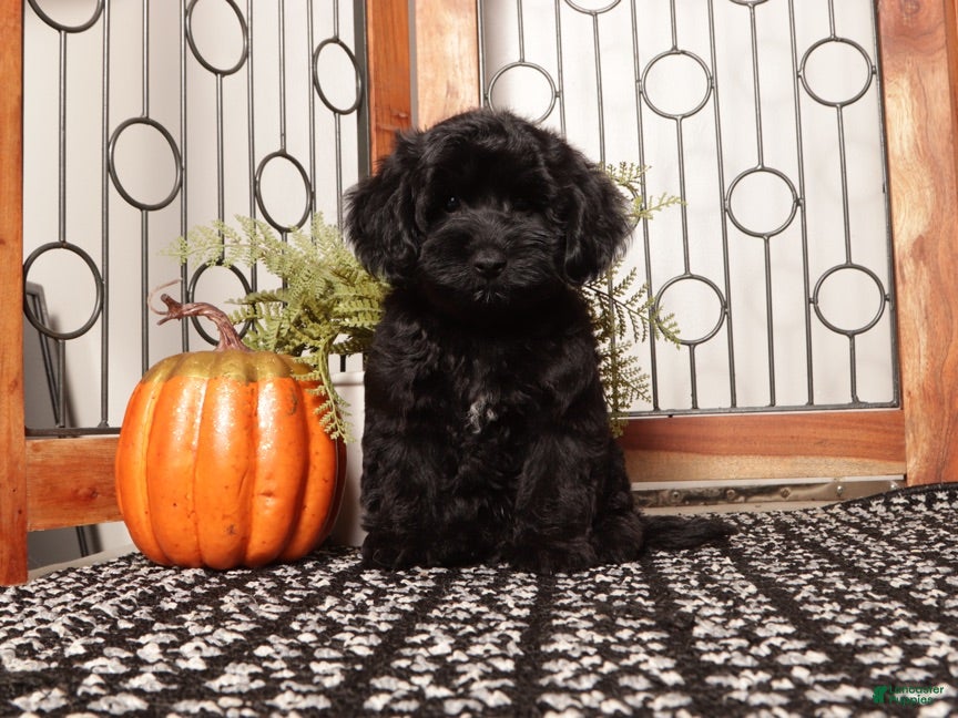 Yorkiepoo dogs Jasper Happy Male Yorkiepoo - Ad 2