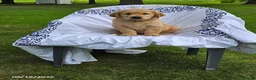 Golden Retriever dogs for sale: Keith - Ad 1