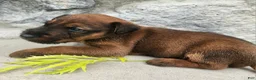 Irish Terrier dogs for sale: Roo - Ad 3
