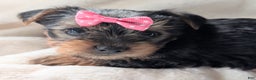 Yorkshire Terrier dogs for sale: Anna - Ad 7
