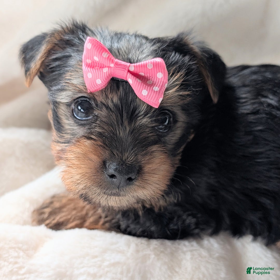 Yorkshire Terrier dogs for sale: Anna - Ad 7