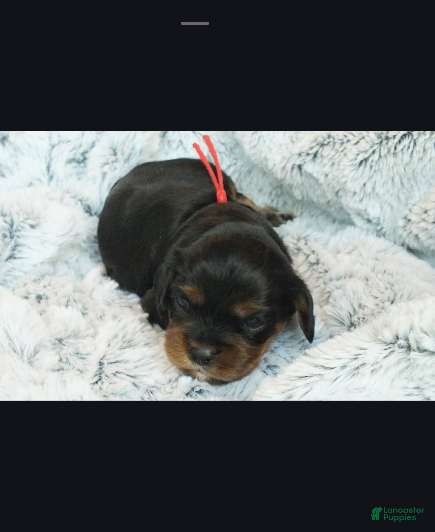 Cavalier King Charles Spaniel dogs Cavalier King Charles Spaniel Puppy 1- Tiago - Ad 15