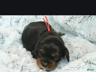 Cavalier King Charles Spaniel dogs Cavalier King Charles Spaniel Puppy 1- Tiago - Ad 15