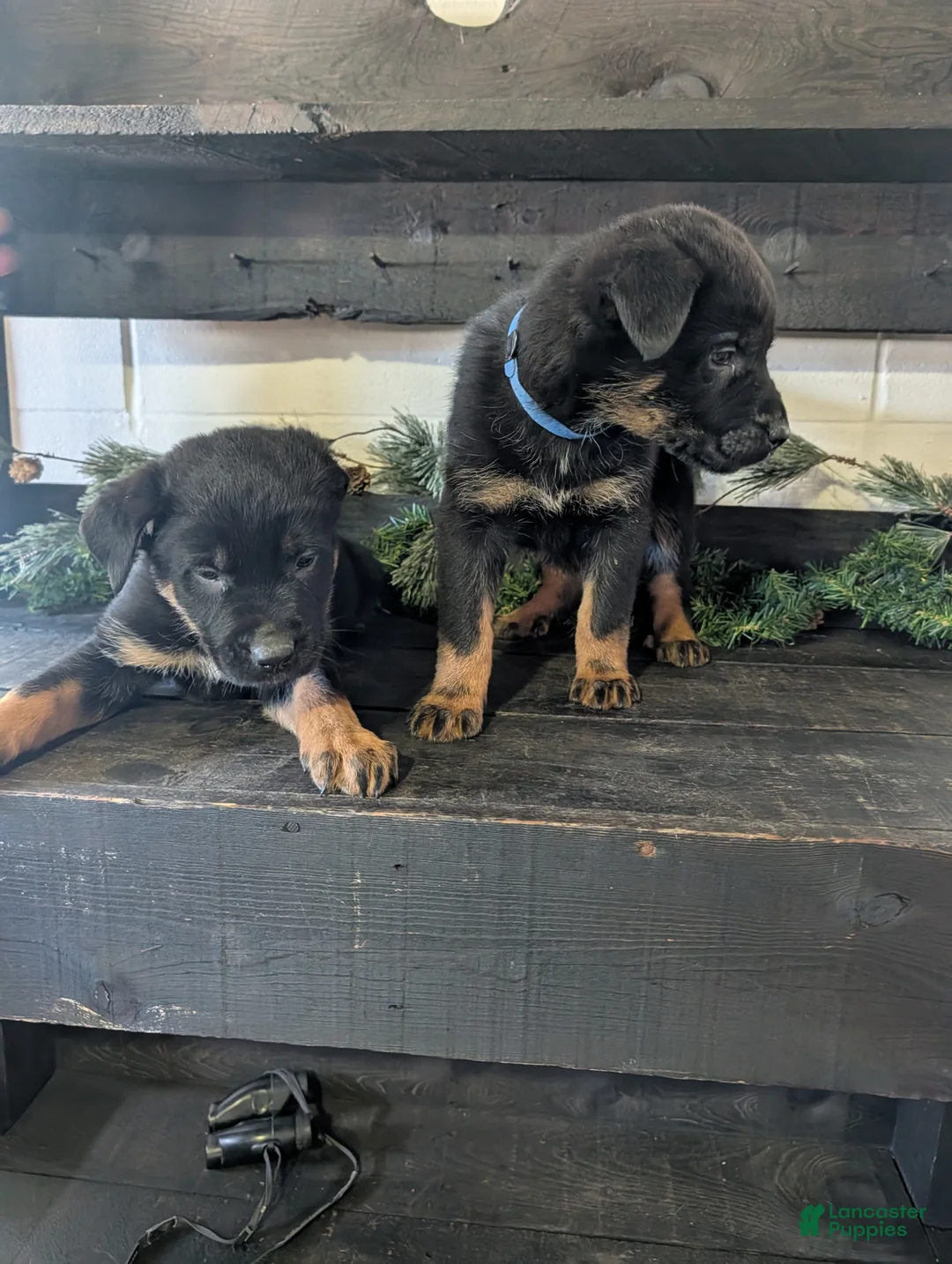 Mixed Breed dogs for sale: Riley - Ad 2