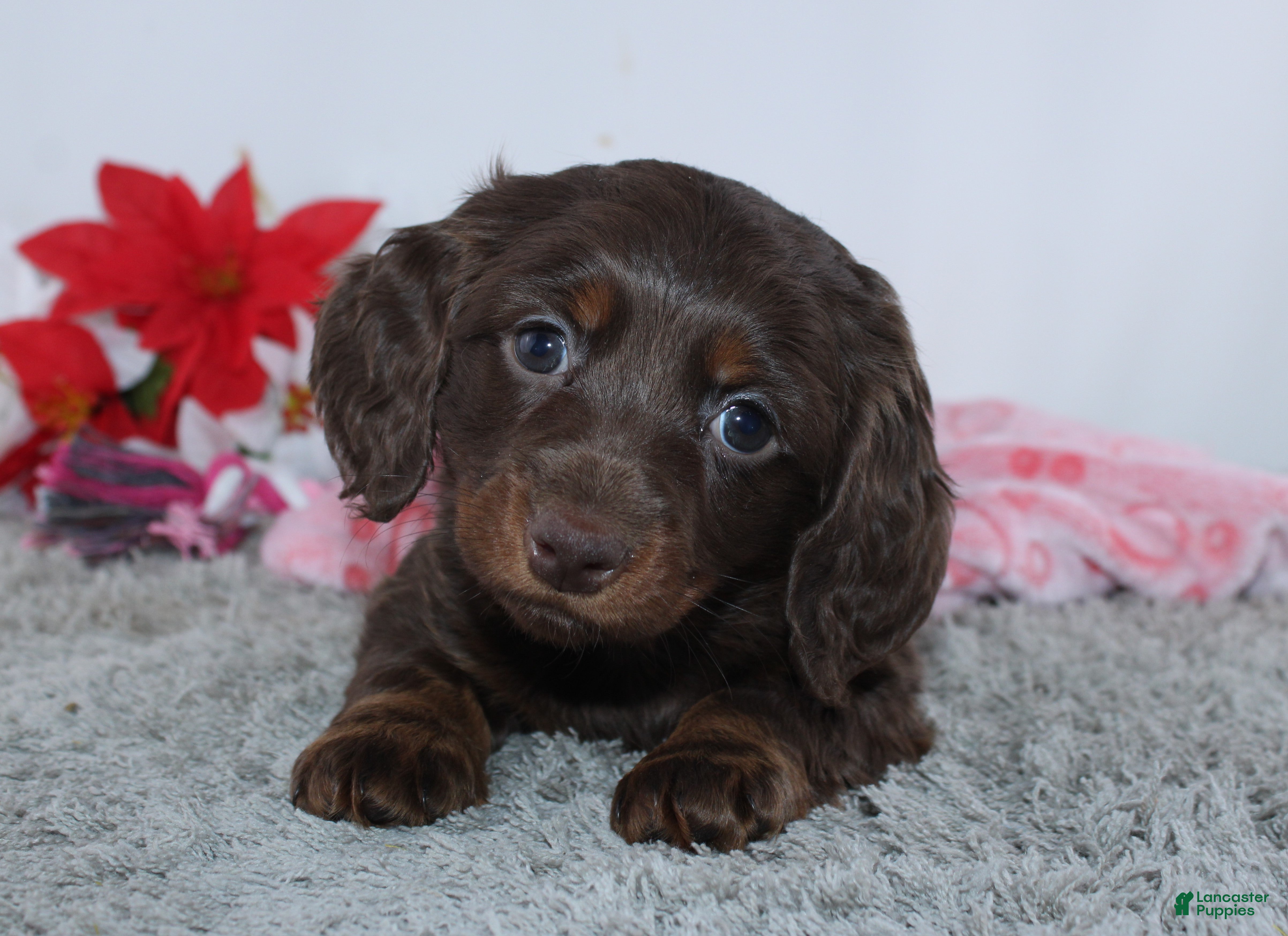 Miniature Dachshund dogs Jade - Ad 9