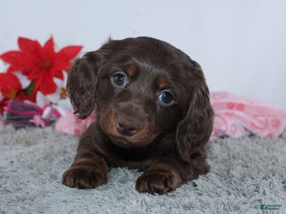 Miniature Dachshund dogs Jade - Ad 28