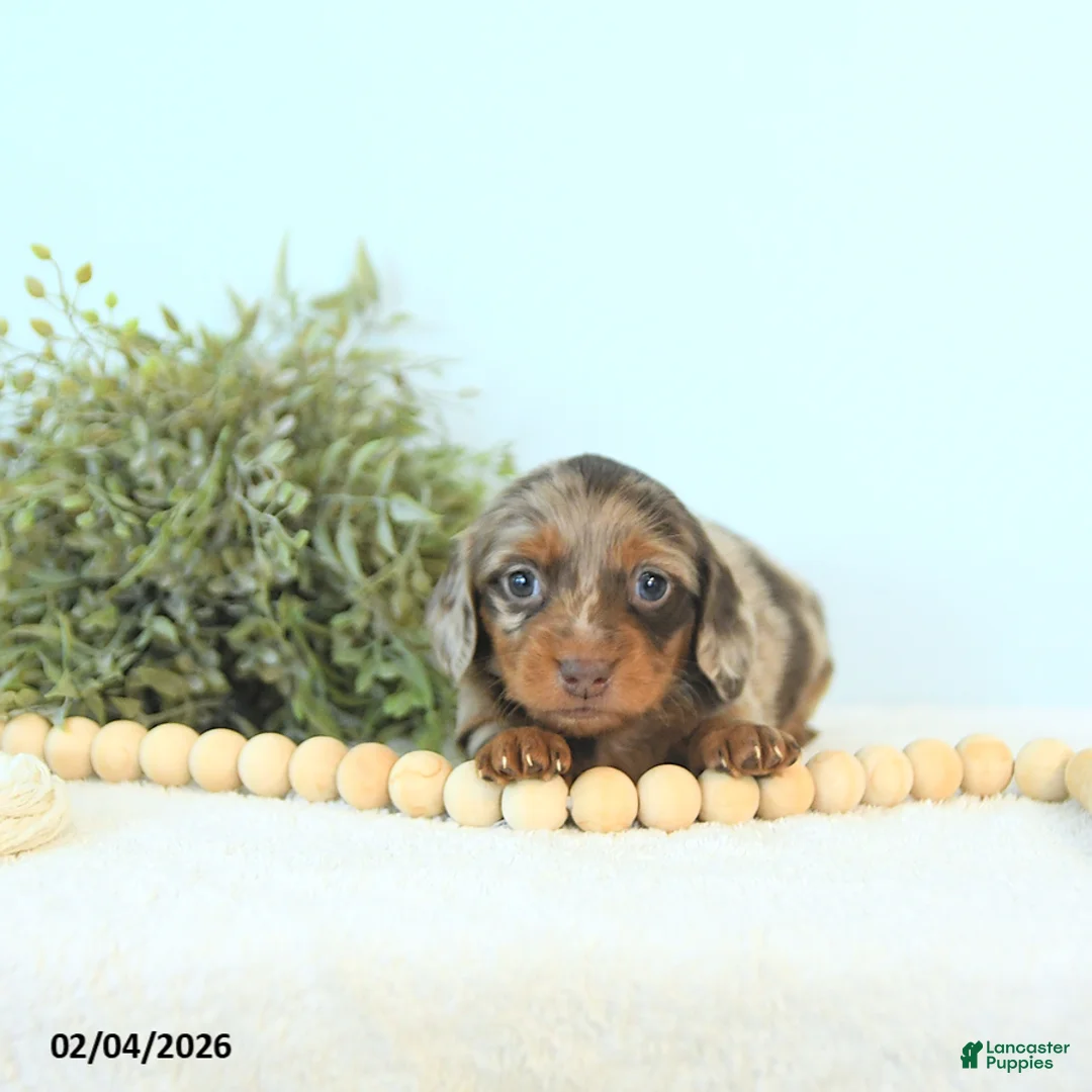 Miniature Dachshund dogs for sale: Ivy - Ad 2