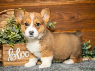 Welsh Corgi Pembroke dogs Willow - Ad 13