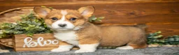 Welsh Corgi Pembroke dogs for sale: Willow - Ad 1