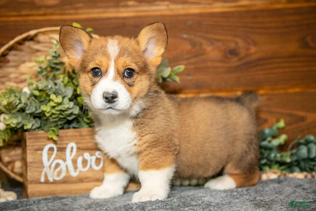 Welsh Corgi Pembroke dogs for sale: Willow - Ad 1