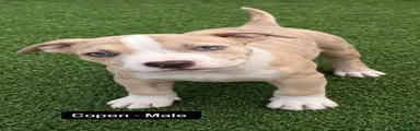 American Bully 4 *Copen*
