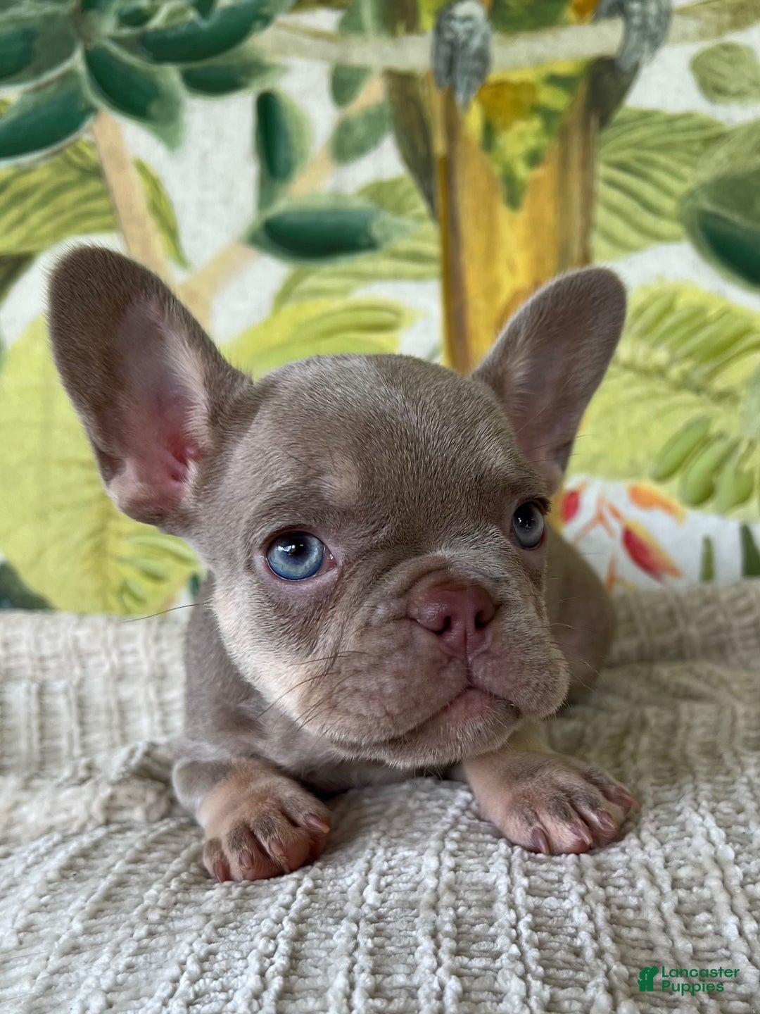 French Bulldog dogs for sale: Reese’s Akc - Ad 17