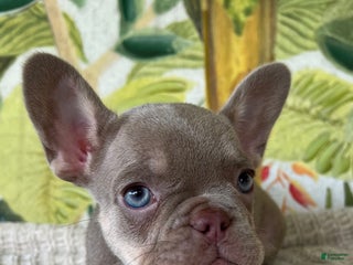 French Bulldog dogs - Ad 6