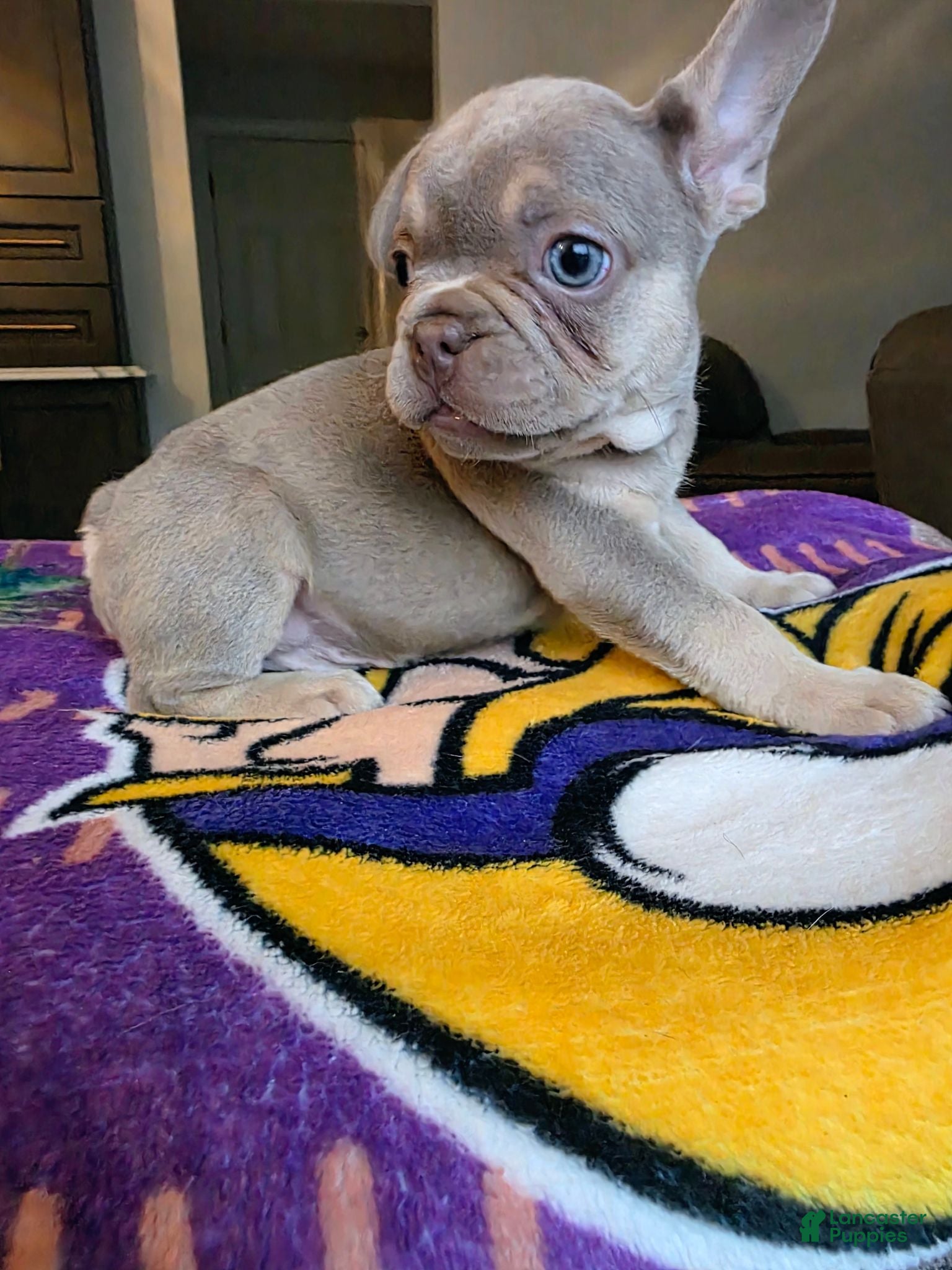 French Bulldog dogs Charlie - Ad 2