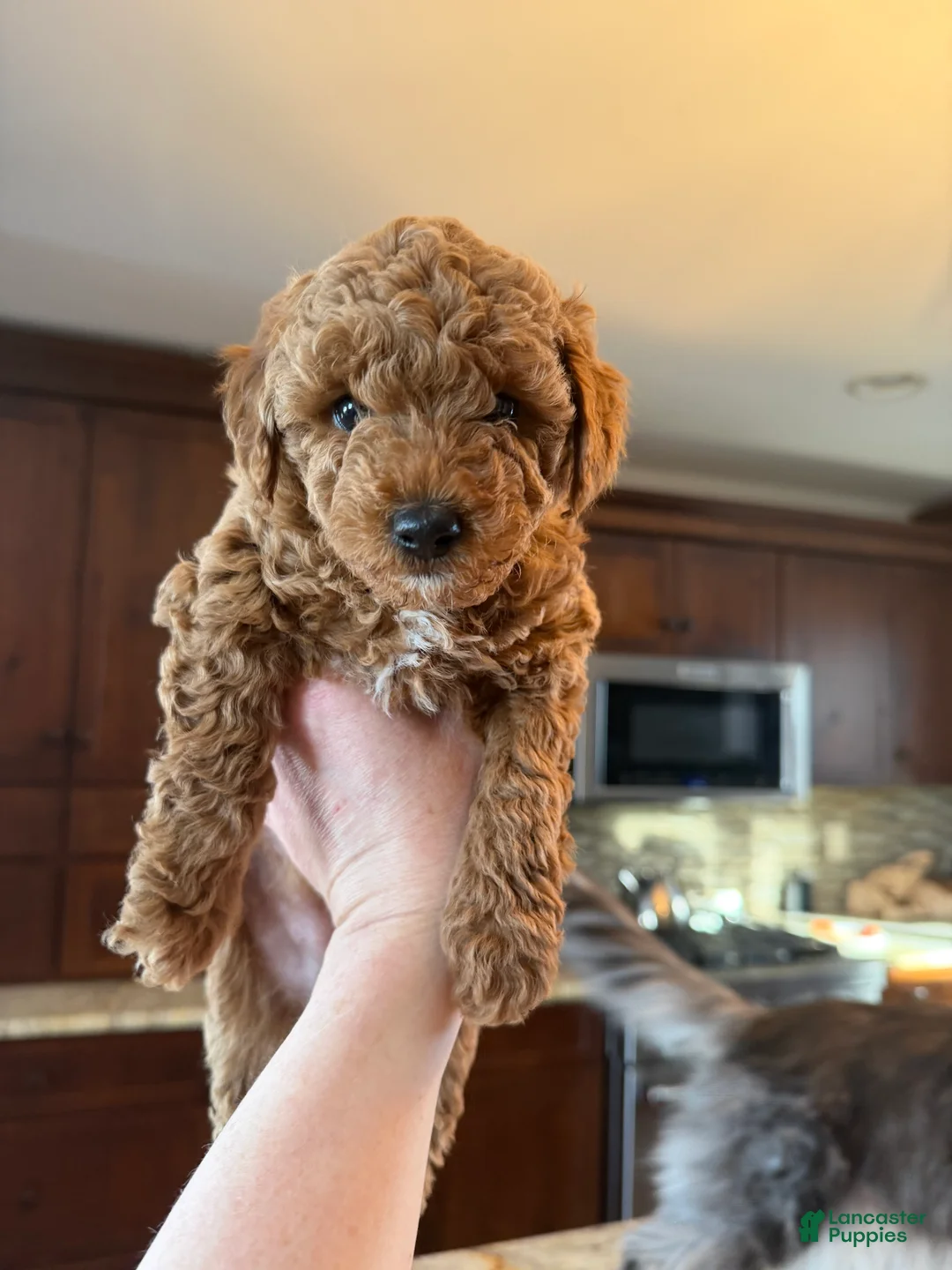 Toy Poodle dogs for sale: Toy Poodle Puppy 1 - Ad 5