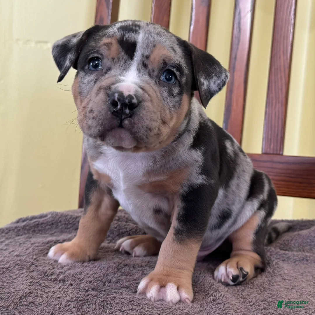 American Bully dogs for sale: Ezra - Ad 2