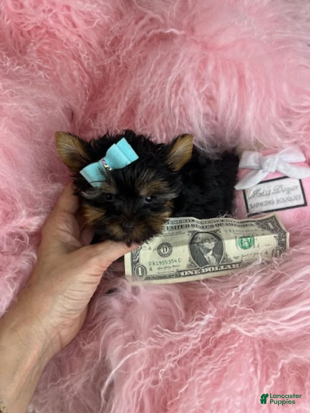 Yorkshire Terrier dogs for sale: Yorkshire Terrier Puppy 1 - Ad 2