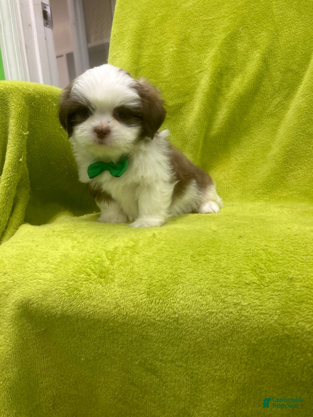 Teddy Bear dogs for sale: Teddy Bear Puppy 1 - Ad 1