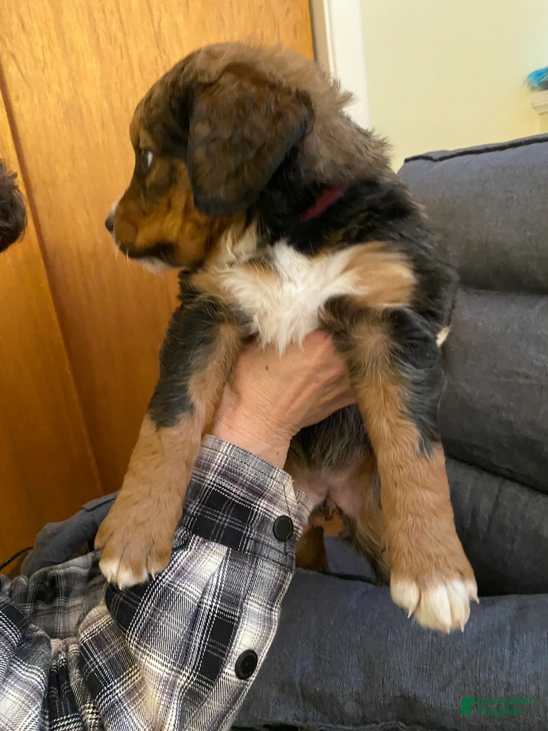 Bernedoodle dogs for sale: Bernedoodle Puppy 5 - Ad 5