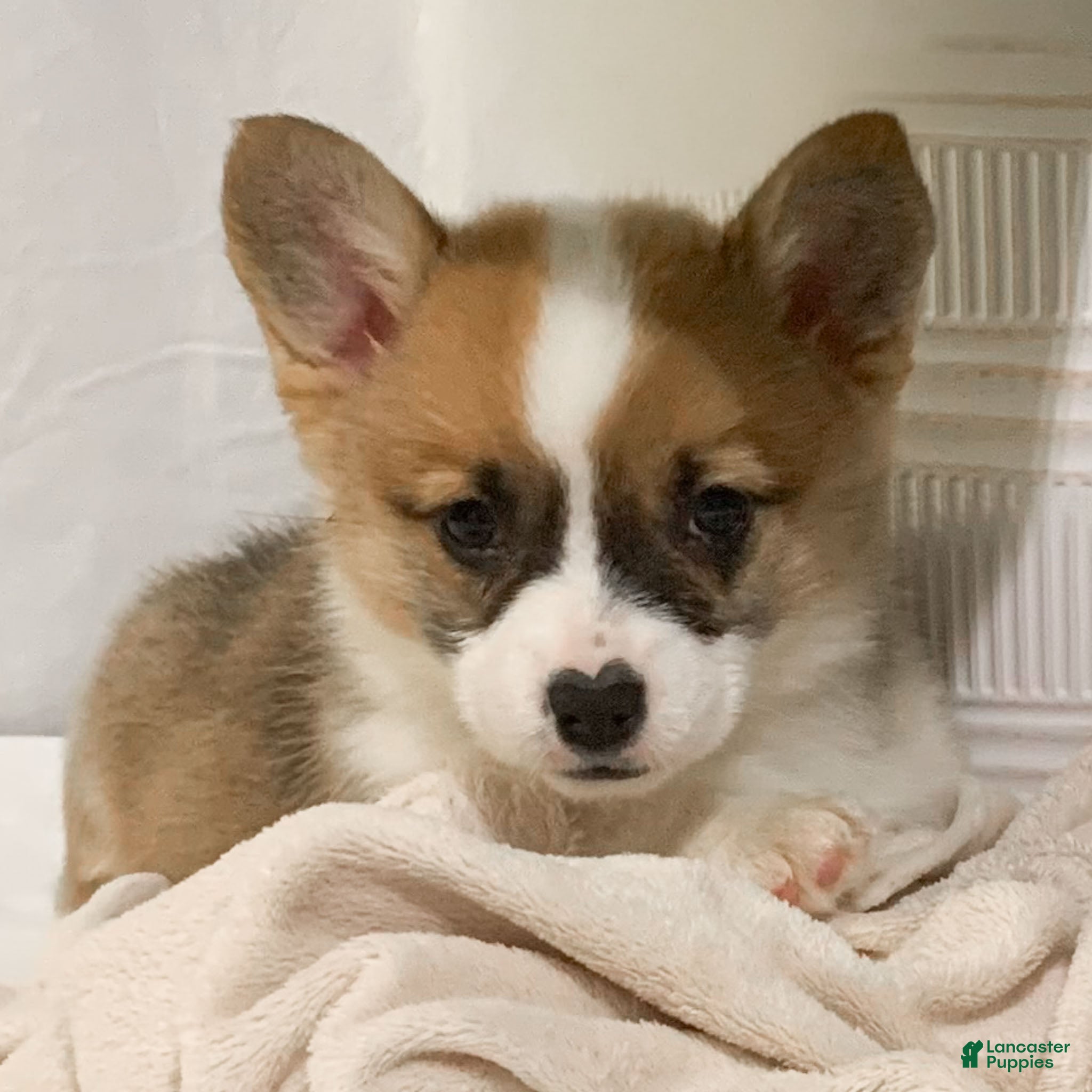 Welsh Corgi Pembroke dogs Sheila - Ad 5