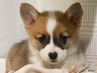 Welsh Corgi Pembroke dogs Sheila - Ad 5