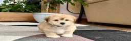 Mixed Breed dogs for sale: Lhasa/Maltese - Ad 14