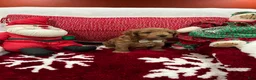 Mini Goldendoodle dogs for sale: Petite Mini Goldendoodle Luca - Ad 3