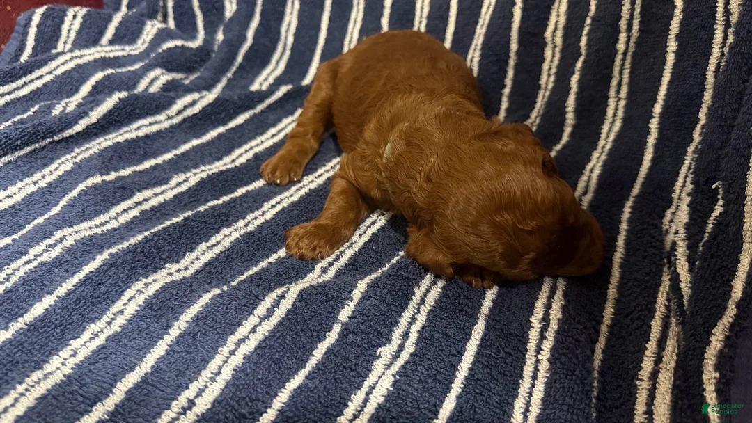 Goldendoodle dogs for sale: 🩵 Mr. Sky Blue - Ad 1