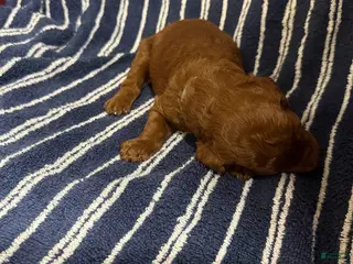 Goldendoodle dogs for sale: 🩵 Mr. Sky Blue - Ad 1