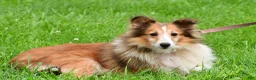 Shetland Sheepdog dogs for sale: Kevin - Ad 21