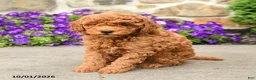 Mini Goldendoodle dogs for sale: Sawyer - Ad 1