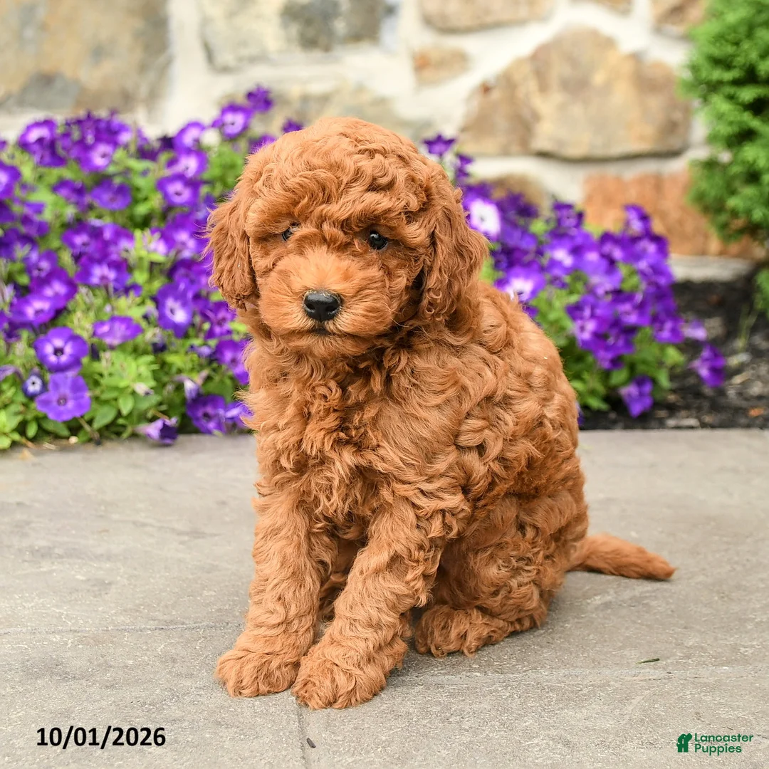 Mini Goldendoodle dogs for sale: Sawyer - Ad 1