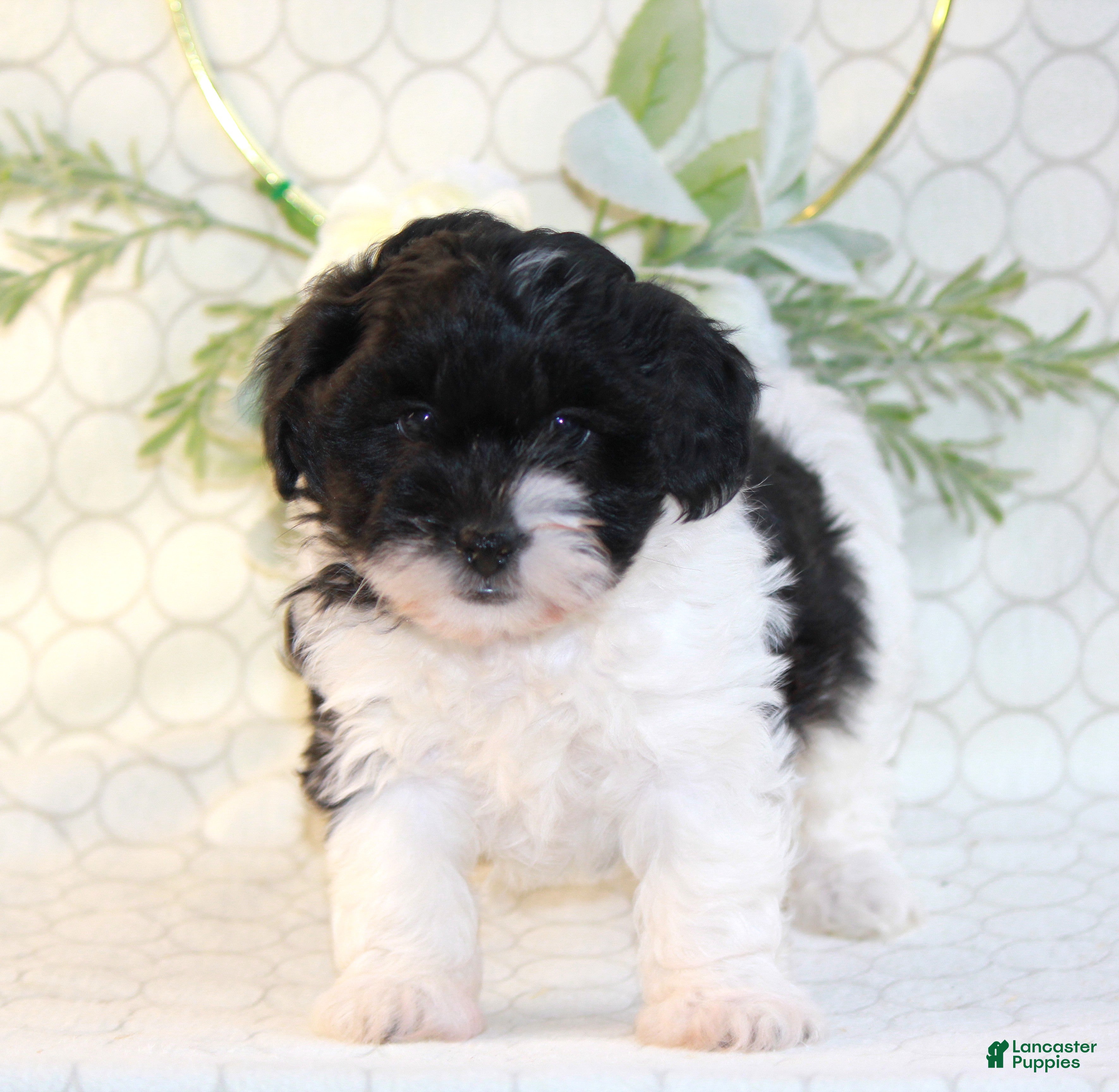 Shihpoo dogs Rylo - Ad 1